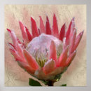 Suche nach protea blume poster Blumenreich