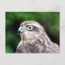 Recherche de bec photographie Jaune