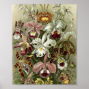 Recherche de botanique antique art Illustration florale
