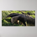 Recherche de anteaters posters Anteater géant