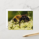 Suche nach hummel postkarten Naturfotografie