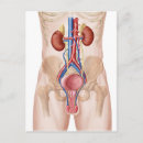 Suche nach abdomen postkarten Nah up