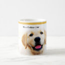 Recherche de golden retrievers tasses Chiot