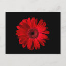 Suche nach gerbera postkarten Bouquet