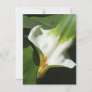 Recherche de cala cartes postales Fleur