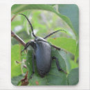 Recherche de scarabée tapis souris Nature
