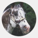 Suche nach appaloosa aufkleber Kopfschuss