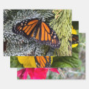 Recherche de monarque photographie Orange et noir