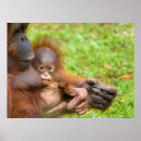 Suche nach orang utan mutter poster Baby