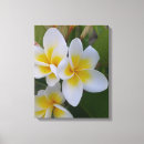 Suche nach frangipani kunst Foto