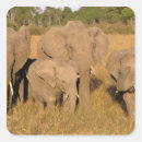 Suche nach stoßzahn aufkleber Afrika
