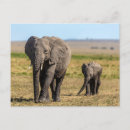 Suche nach elephant postkarten Elefantenkalb