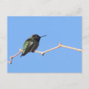 Suche nach hummingbird postkarten Ast