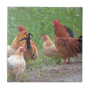 Suche nach huhn fliesen Hahn