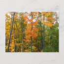 Recherche de nat cartes postales Arbres