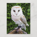 Recherche de gant cartes postales Faune