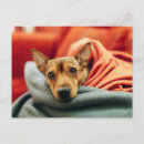 Recherche de pinscher miniature cartes postales Chiot