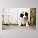 Suche nach für collies poster Border collie