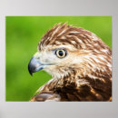 Suche nach falken poster Tier