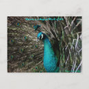 Recherche de paon cartes postales Citation