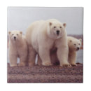 Recherche de ours blancs carreaux Arctique