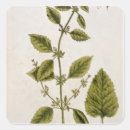 Suche nach 82 aufkleber Botanisch