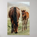 Suche nach braune pferde poster Foto