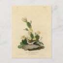 Recherche de moineaux cartes postales Illustration