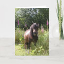 Suche nach shetland pony karten Tier