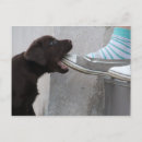 Recherche de labrador cartes postales Drôle