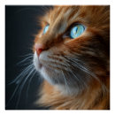 Recherche de tigre chats posters Chaton