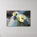 Suche nach gänse leinwandbilder See