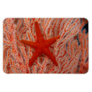 Recherche de sous la mer magnets Corail