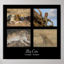 Recherche de gros chat posters Lion