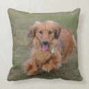 Suche nach langhaarige dackel kissen Foto