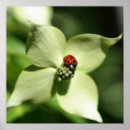Suche nach marienkäfer poster Blume