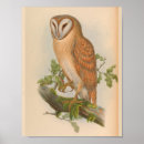 Recherche de vintage bird art Imprimer