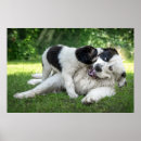 Suche nach landseer poster Welpe