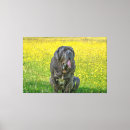 Recherche de mastiff posters Amoureux des chiens