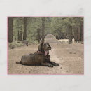 Suche nach braunes labrador postkarten Niedlich