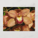 Suche nach orchideen postkarten Natur