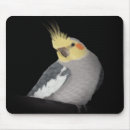 Recherche de perroquets tapis souris Cockatiel