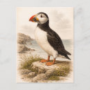 Recherche de macareux cartes postales Nature