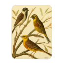 Recherche de oiseaux magnets Succursale