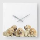 Suche nach labrador welpe wanduhren Welpen