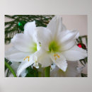 Suche nach weißer weihnachtsbaum poster Urlaub