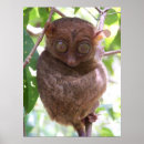 Suche nach tarsier poster Philippinen