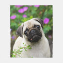 Suche nach hündchen decken Mops
