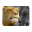 Recherche de de lion photographie Amour
