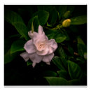 Suche nach empfindlich poster Blume